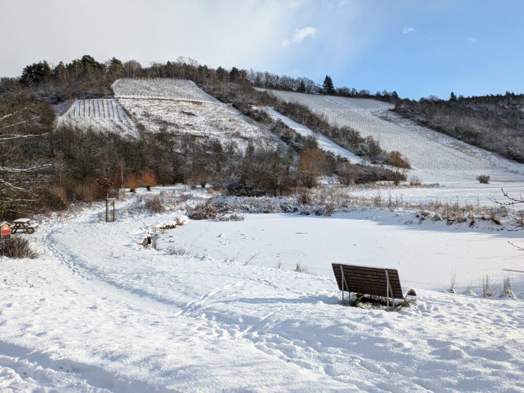 Froschteich im Winter
