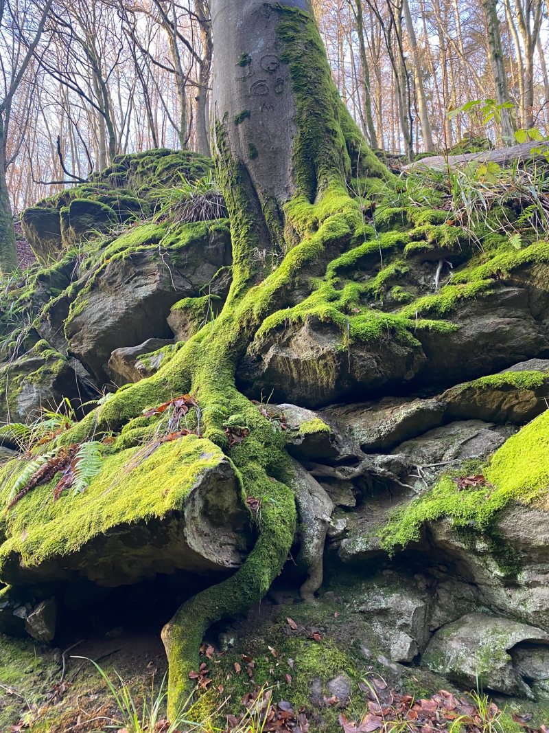 Bäume im Felsen verwurzelt in der Rückersbacher Schlucht in Kleinostheim