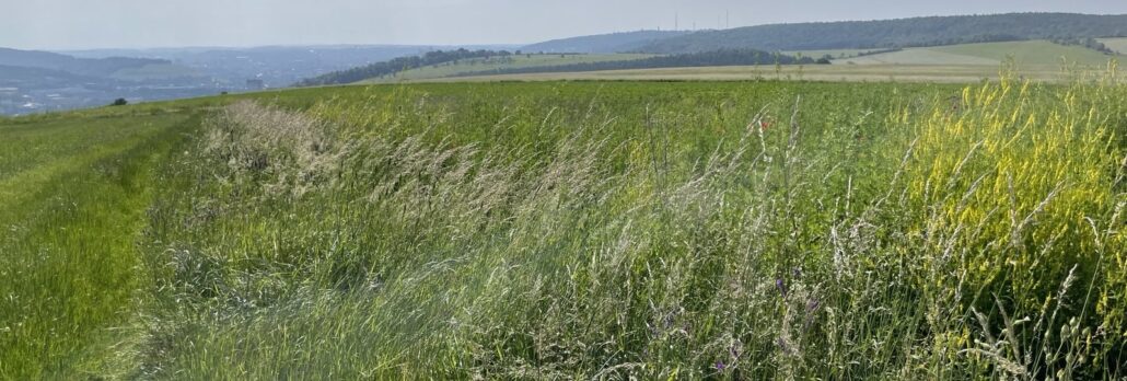 Eine Wiese im Vordergrung Blick über Hügel auf Würzburg und den Nikolausberg